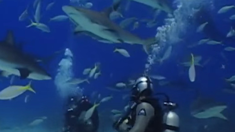 Mike Rowe swims among the sharks