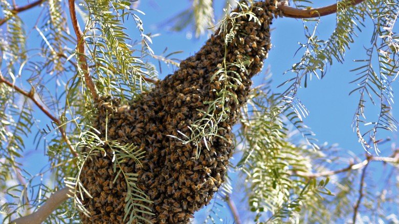 swarm of honeybees