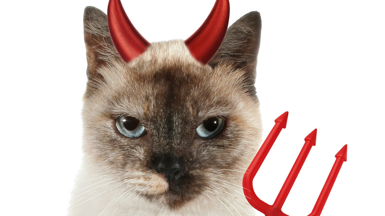 satanic cat