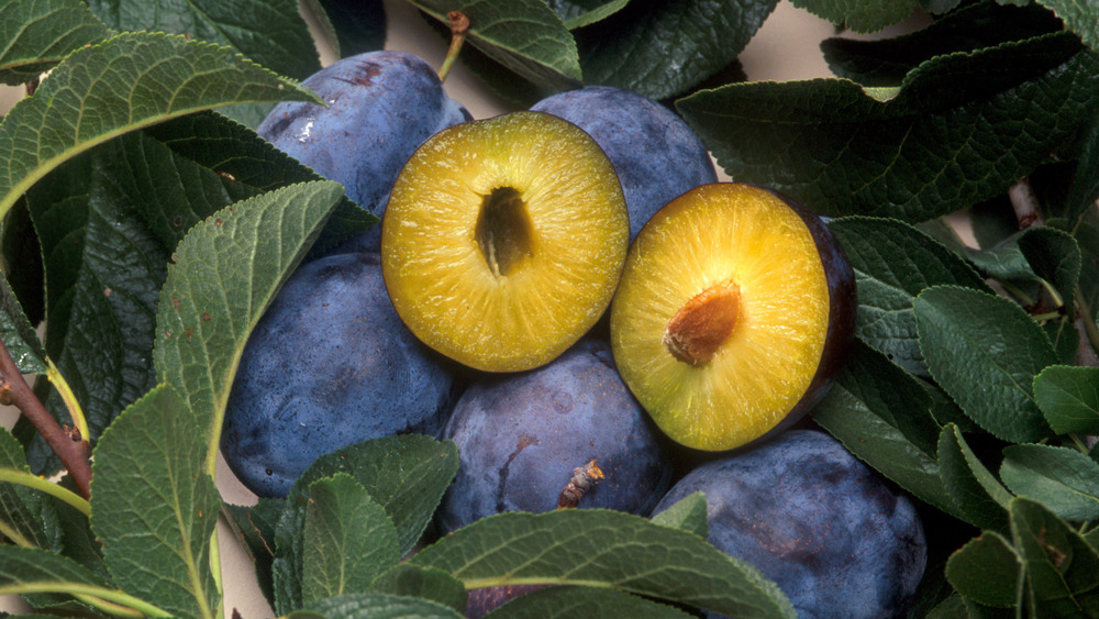 These transgenic plums called C5 contain a gene that makes them highly resistant to plum pox virus