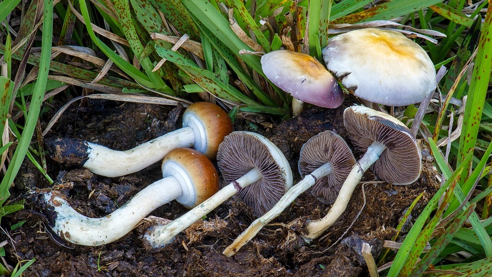 Psilocybe cubensis from Xalapa, Veracruz, Mexico