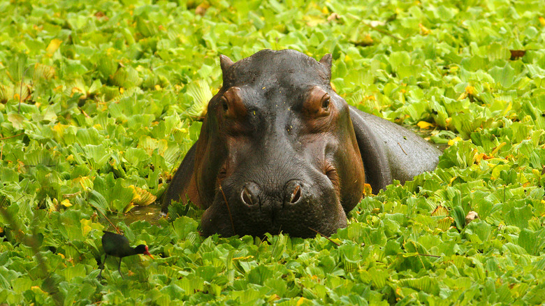 A hippo in a river in Colombia