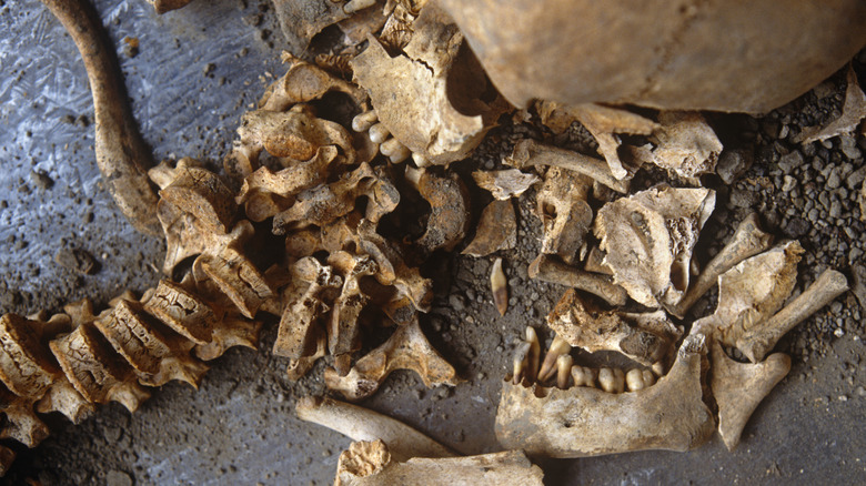 Human bones excavated in Pompeii