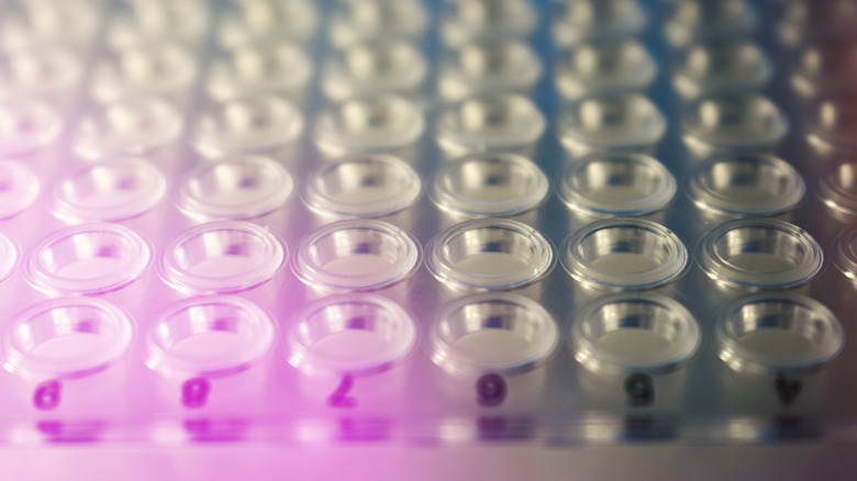 PCR plate close up