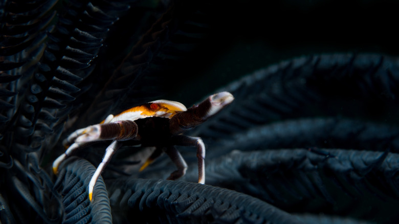 squat lobster feather star