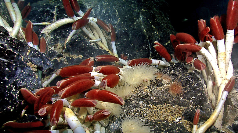 vent ocean worm red