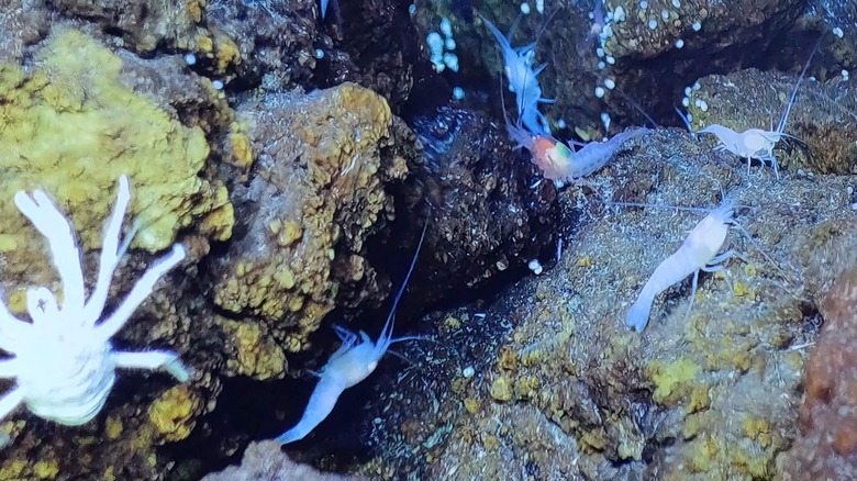 seafloor crustacean shrimp 