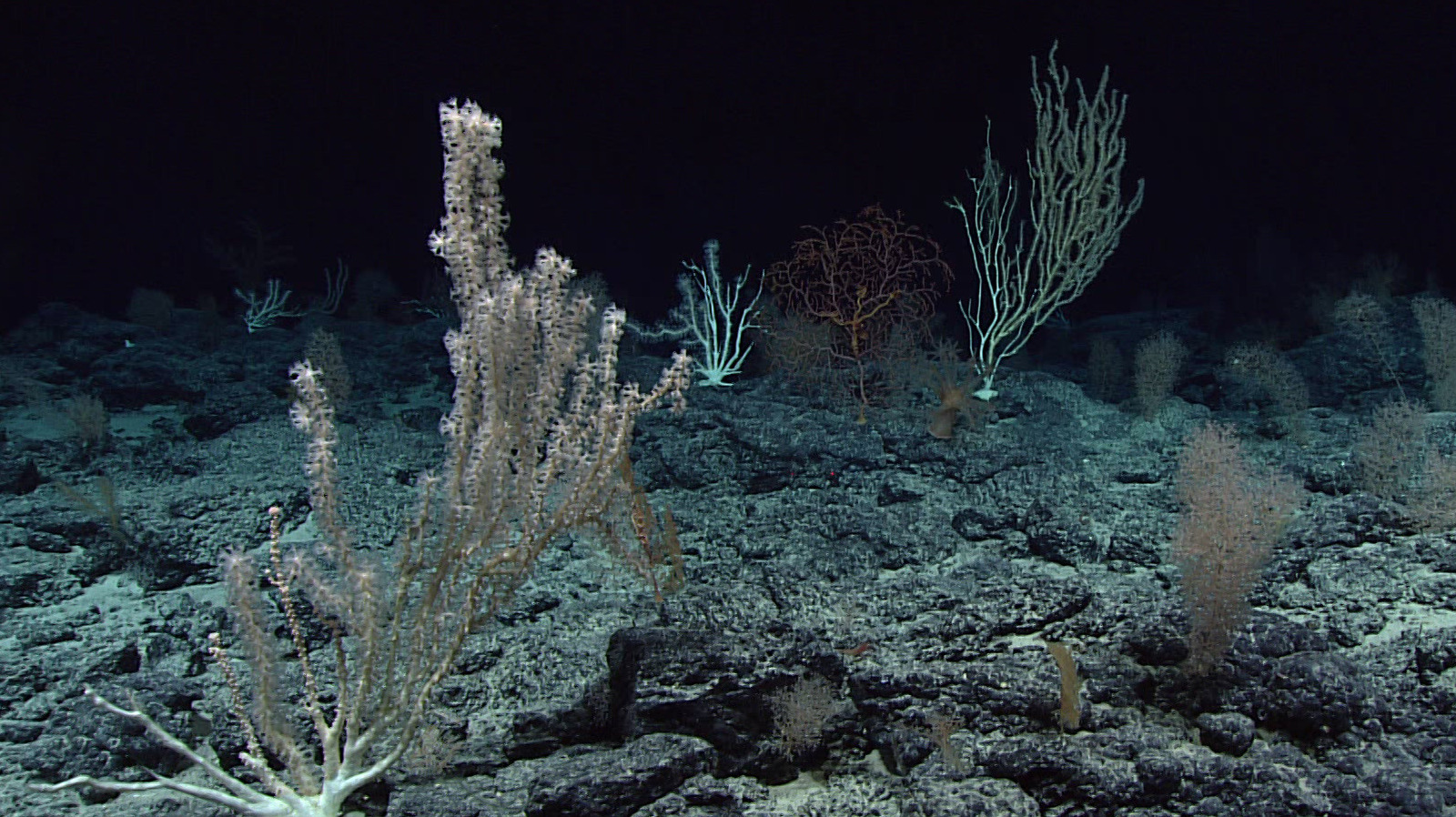 Things We Know About The Bottom Of The Ocean