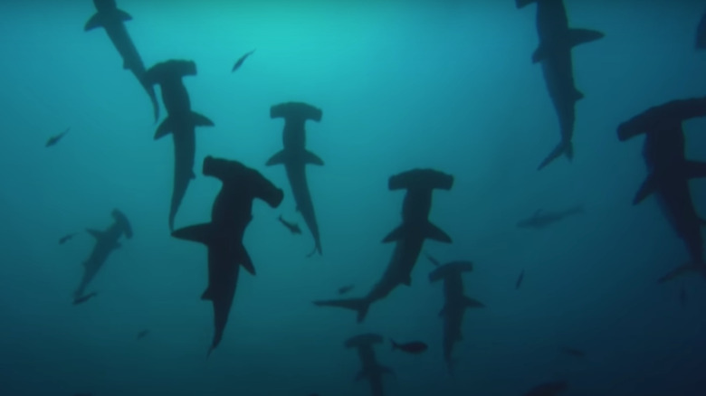 hammerhead sharks seamount 