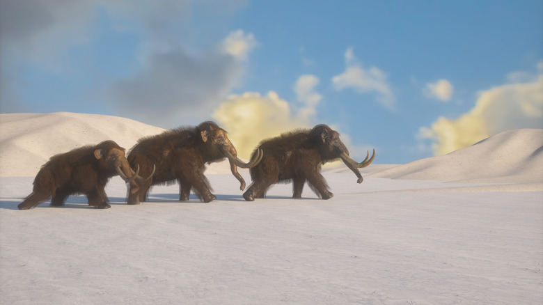 illustration of three mammoths in snow