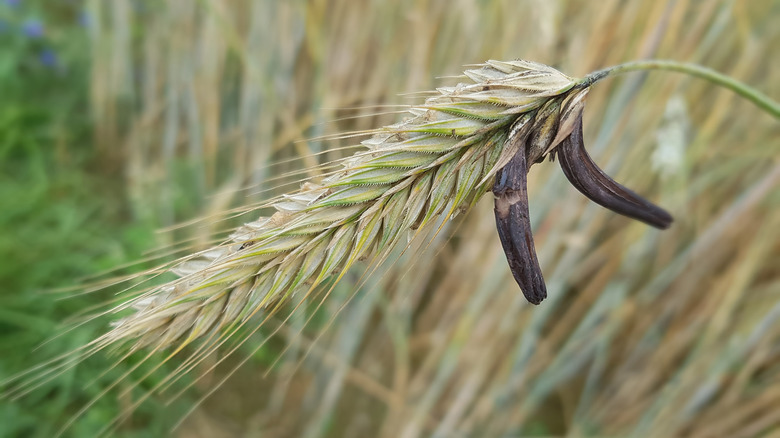 Ergot on a wheat stalk