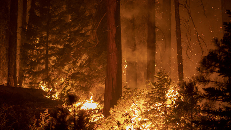 Sequoia National Forrest on fire