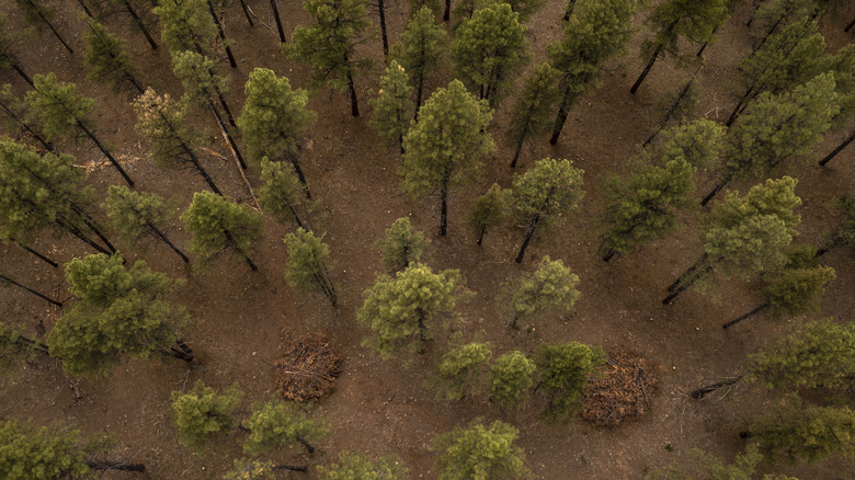 Aerial shot of a national park