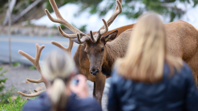 Women standing way too close to elk at a national park