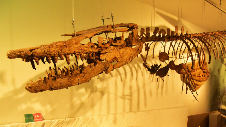 A mosasaur skeleton
