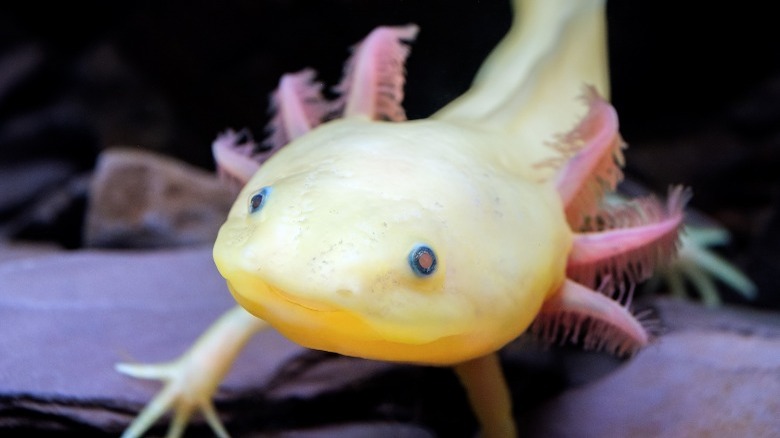 yellow axolotl close-up