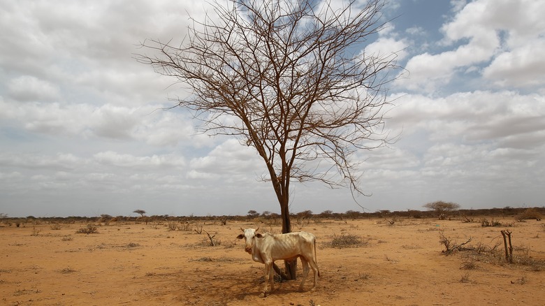 Somalian countryside ravaged by drought.