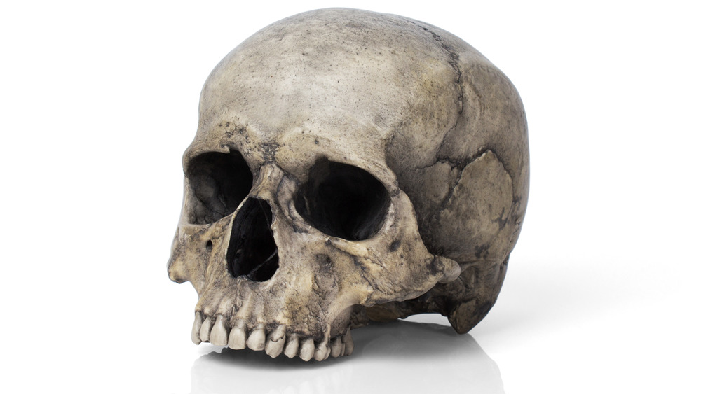 Human skull 