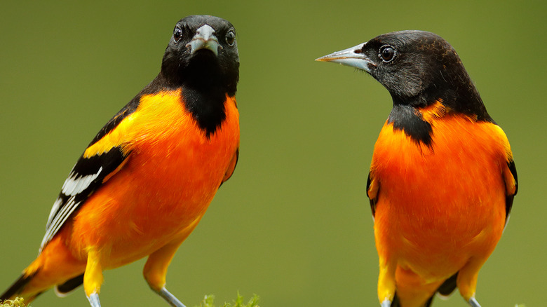 Oriole birds