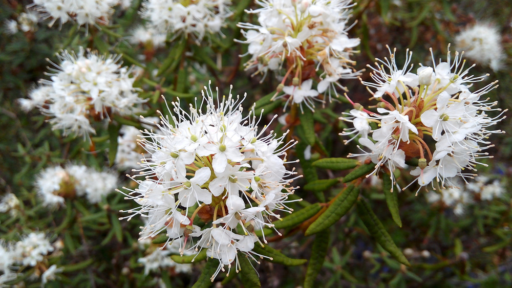 White ledum palustre flowers