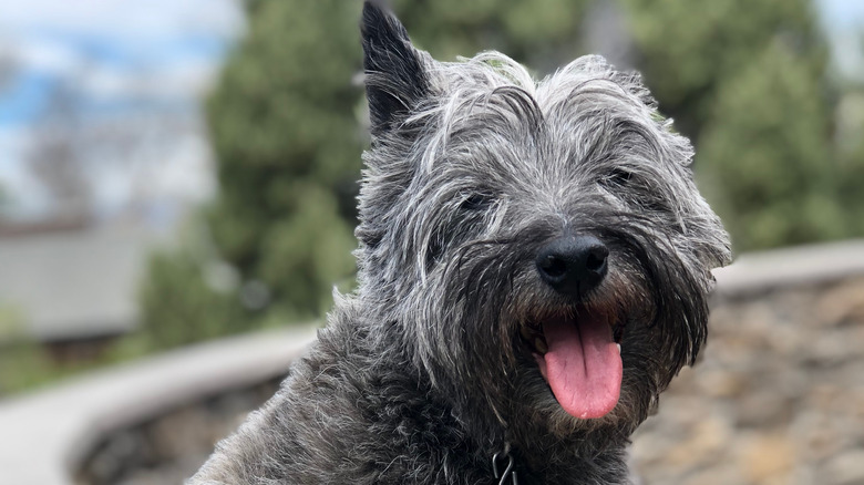 a cairn terrier like toto