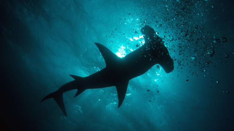 hammerhead shark from below