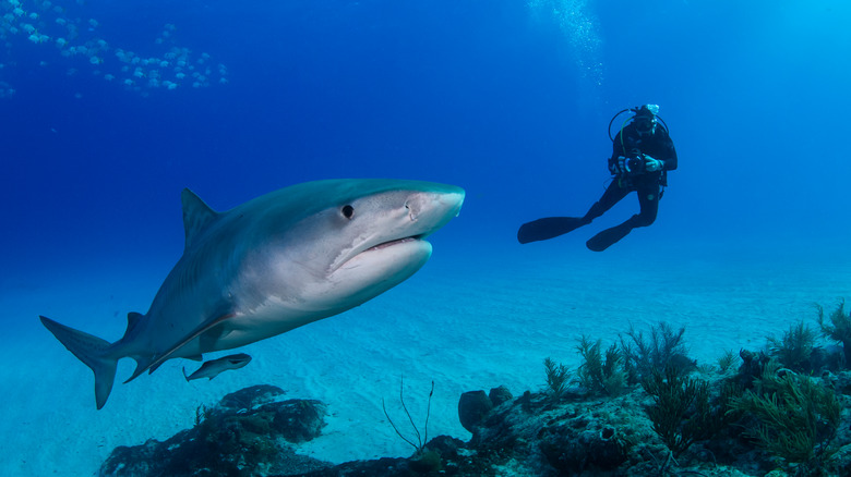 Tiger shark and diver