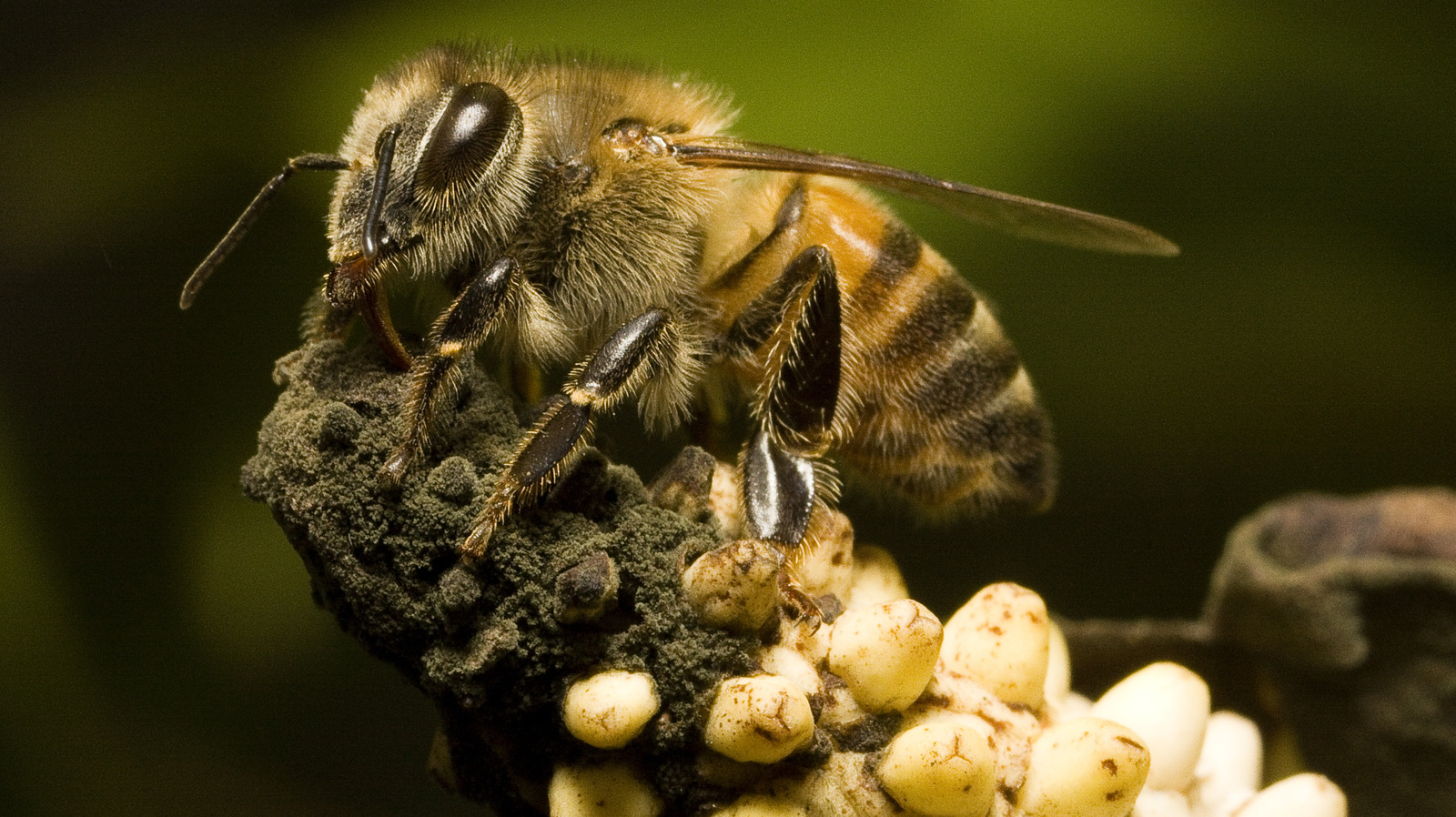 This Is The Most Dangerous Bee In The World