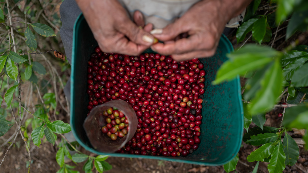 coffee cherries