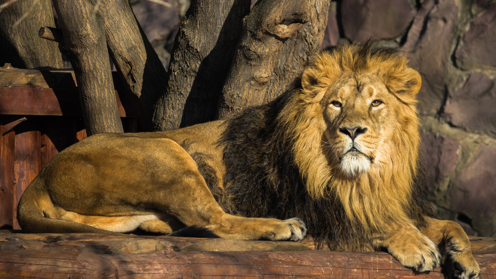 A lion on a reserve in India