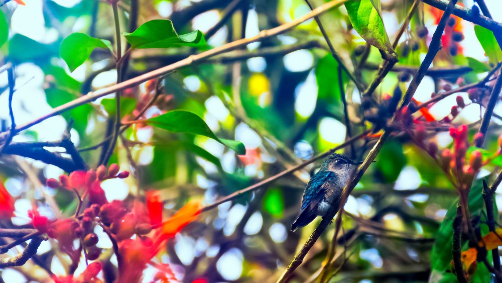 Male bee hummingbird sitting in a tree