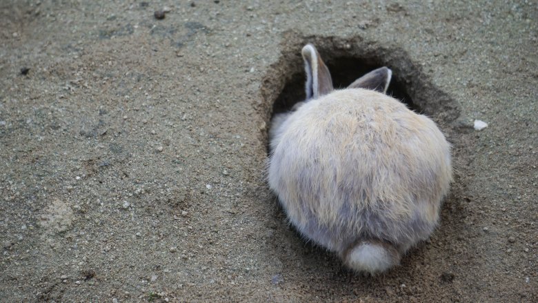 Rabbit digging a hole