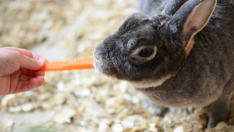 Rabbit with carrot