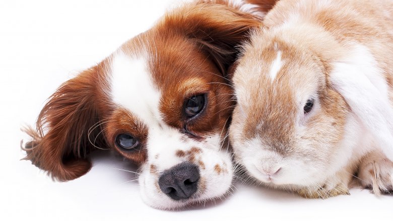 Dog and bunny