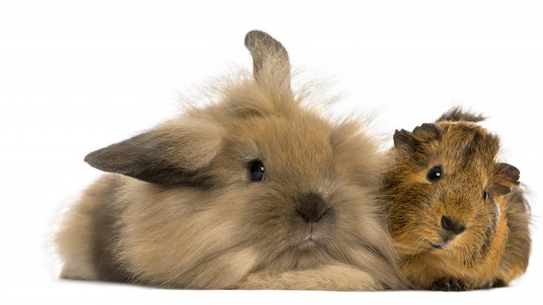 Rabbit and guinea pig