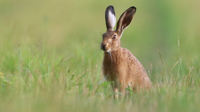 A hare