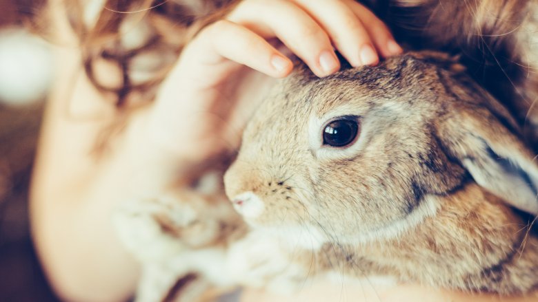 Holding a rabbit