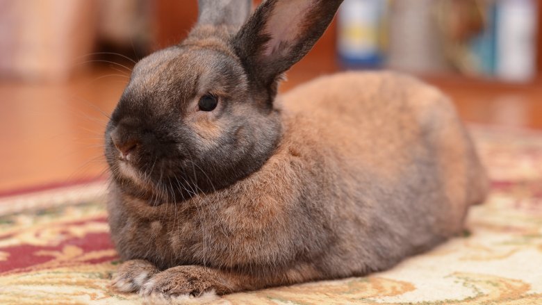 Rabbit indoors