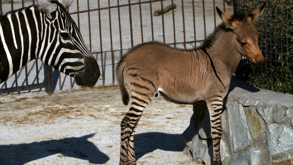 zonkey