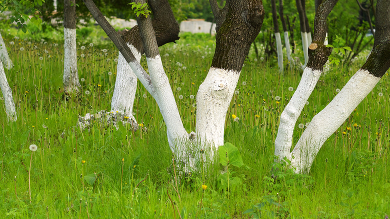 whitewashed trees 