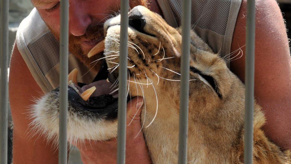 pet lion