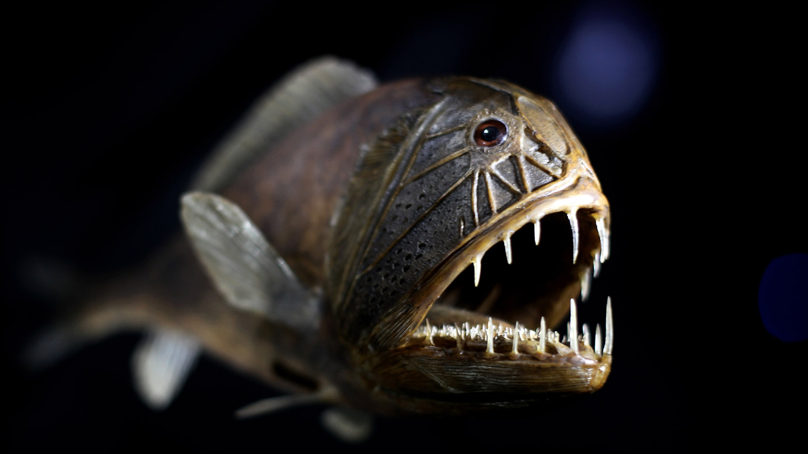 Move over blobfish, the fangtooth is scarier 