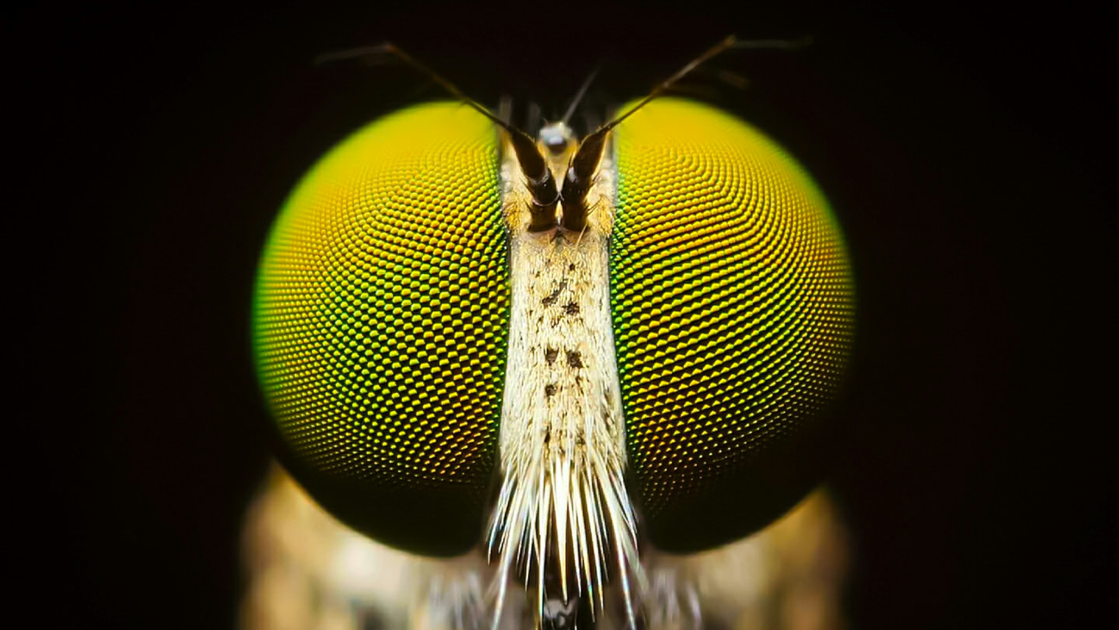 https://www.grunge.com/img/gallery/this-is-what-the-compound-eye-of-a-fly-actually-sees/l-intro-1647447678.jpg