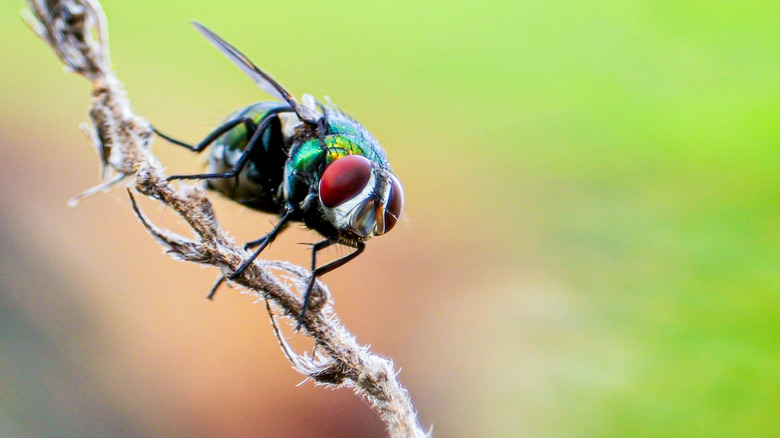 Why do Flies have Compound Eyes?