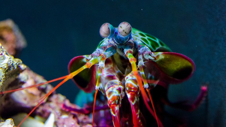 A peacock mantis shrimp