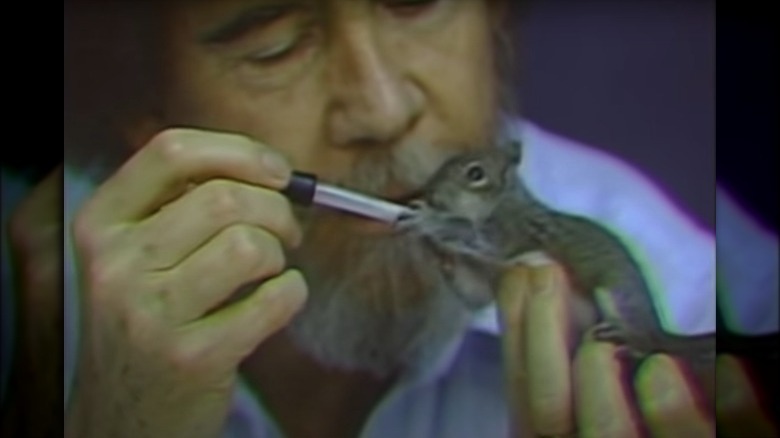 Bob Ross feeding. squirrel