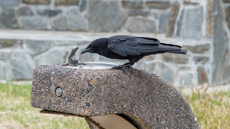 crow perched on stone water fountain