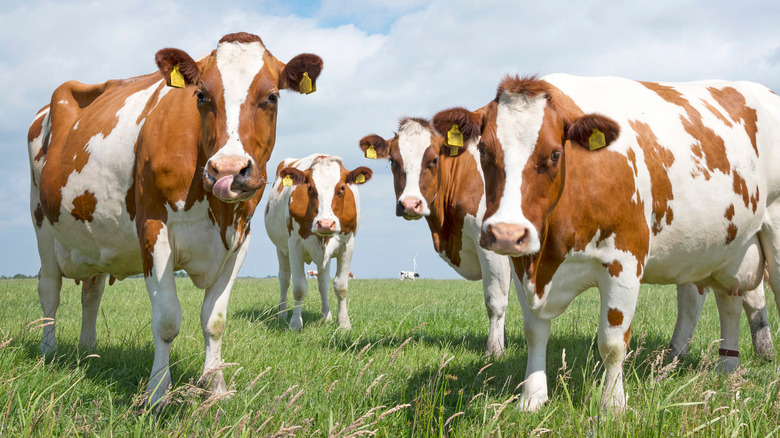 four cows grass blue sky