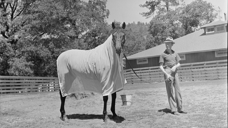 Seabiscuit at Ridgewood Ranch