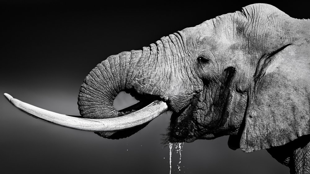 Elephant drinking water